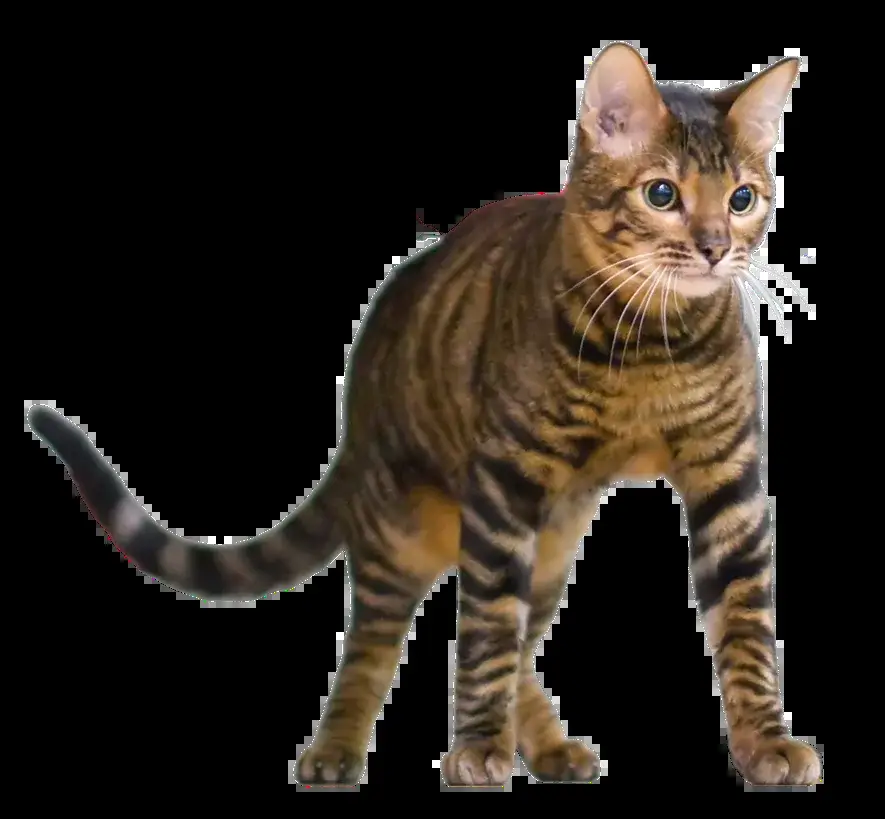 Toyger photo