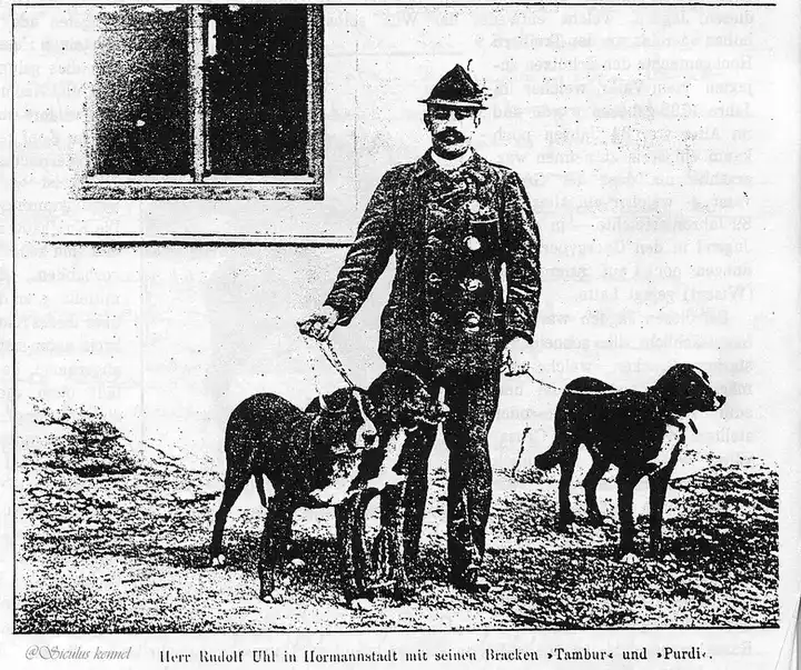Transylvanian Hound photo