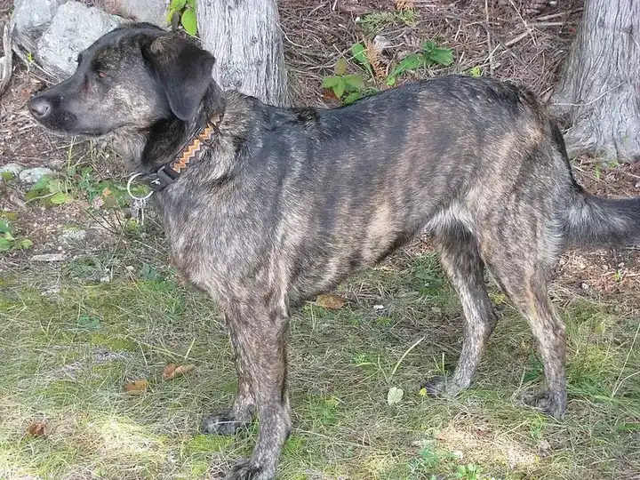 Treeing Tennessee Brindle photo