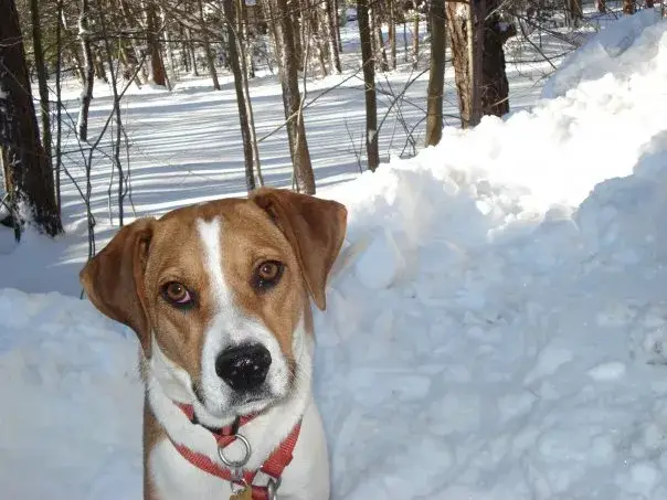 Treeing Walker Coonhound photo