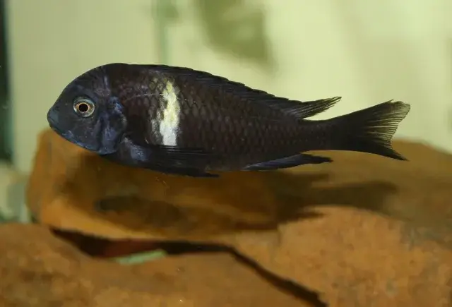 Tropheus Cichlid photo