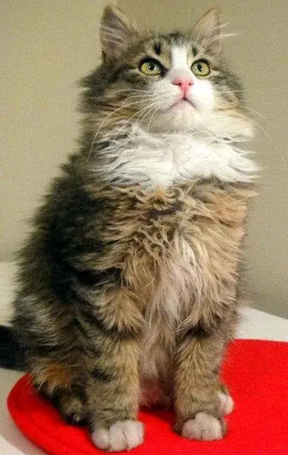 Turkish Angora photo
