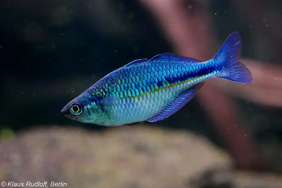 Turquoise Rainbowfish photo