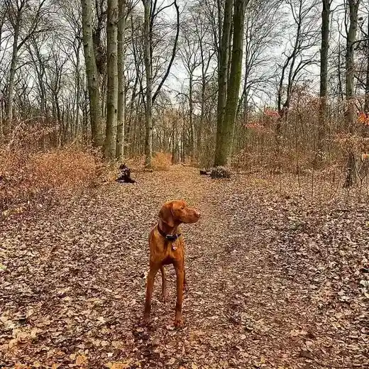Vizsla photo