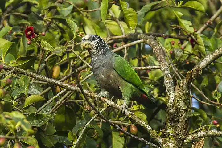 White-Capped Pionus photo