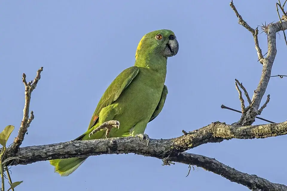 Yellow-Naped Amazon photo