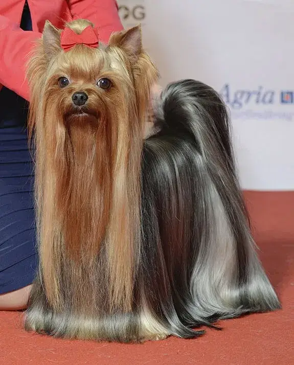 Yorkshire Terrier photo