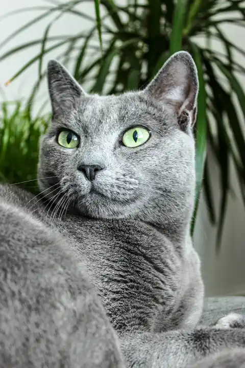 why-do-cats-purr-comfort-communication-and-context