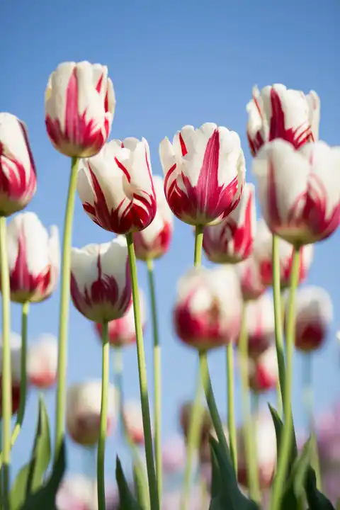 Tulip